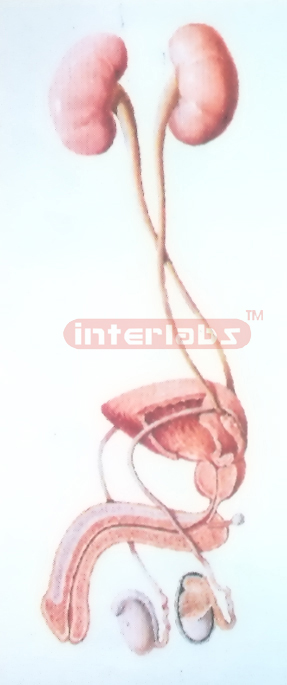 HANGING GENERAL ARRANGEMENT MODEL OF THE MALE UROGENITAL SYSTEM